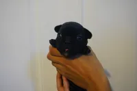 Nugget, a female French Bulldog for sale in Plainfield, NJ – 5 of 6