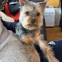 Timmy, a male Yorkshire Terrier for sale in Plainfield, NJ – Photo 2 of 3