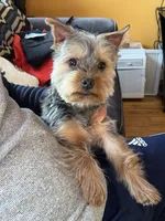 Timmy, a male Yorkshire Terrier for sale in Plainfield, NJ – Photo 2 of 3