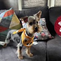 Timmy, a male Yorkshire Terrier for sale in Plainfield, NJ – Photo 3 of 3