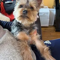 Timmy, a male Yorkshire Terrier for sale in Plainfield, NJ – Photo 1 of 3