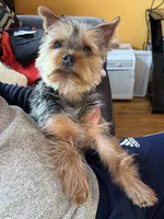 Timmy, a male Yorkshire Terrier for sale in Plainfield, NJ – Photo 1 of 3