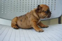 Peanut, a female French Bulldog for sale in Plainfield, NJ – 4 of 7