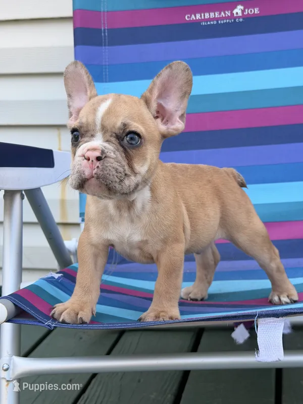 Biscuit – French Bulldog puppy for sale in Plainfield, NJ