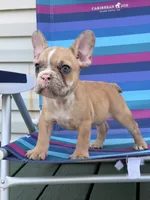 Biscuit, a male French Bulldog for sale in Plainfield, NJ – 1 of 6