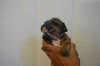 Peanut, a female French Bulldog for sale in Plainfield, NJ – 7 of 7