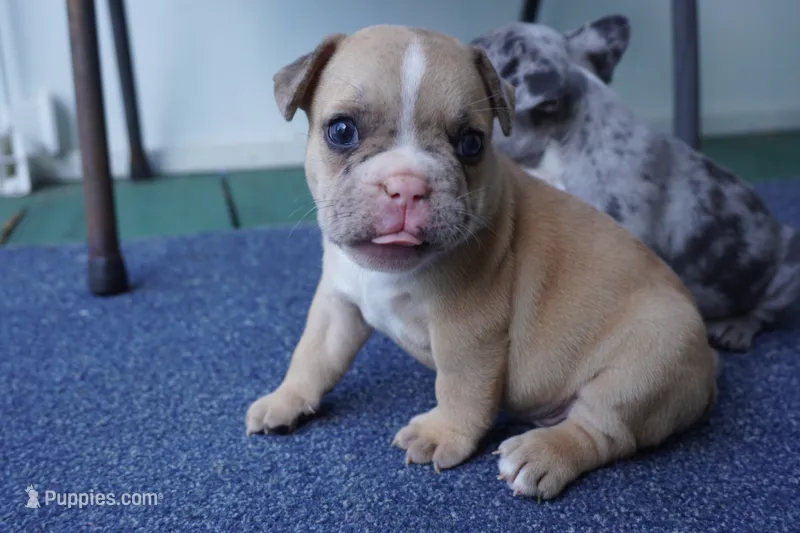 Biscuit – French Bulldog puppy for sale in Plainfield, NJ
