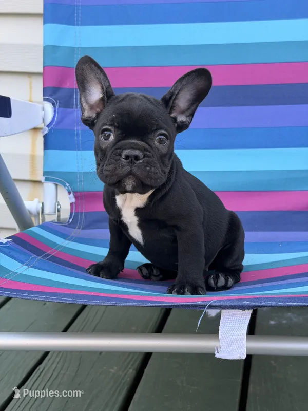 Nugget – French Bulldog puppy for sale in Plainfield, NJ