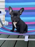 Nugget, a female French Bulldog for sale in Plainfield, NJ – 1 of 8