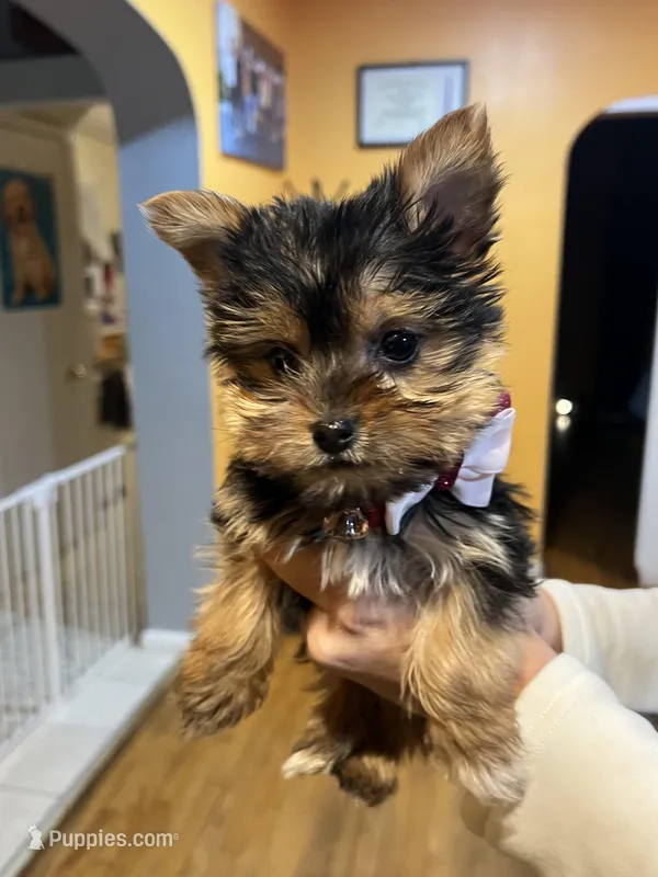 Tori, a female Yorkshire Terrier for sale in Plainfield, NJ – Photo 1 of 6