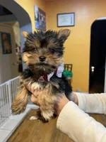 Tori, a female Yorkshire Terrier for sale in Plainfield, NJ – Photo 2 of 6