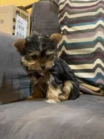 Tori, a female Yorkshire Terrier for sale in Plainfield, NJ – Photo 4 of 6