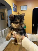 Tori, a female Yorkshire Terrier for sale in Plainfield, NJ – Photo 5 of 6