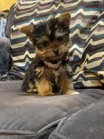 Tori, a female Yorkshire Terrier for sale in Plainfield, NJ – Photo 6 of 6