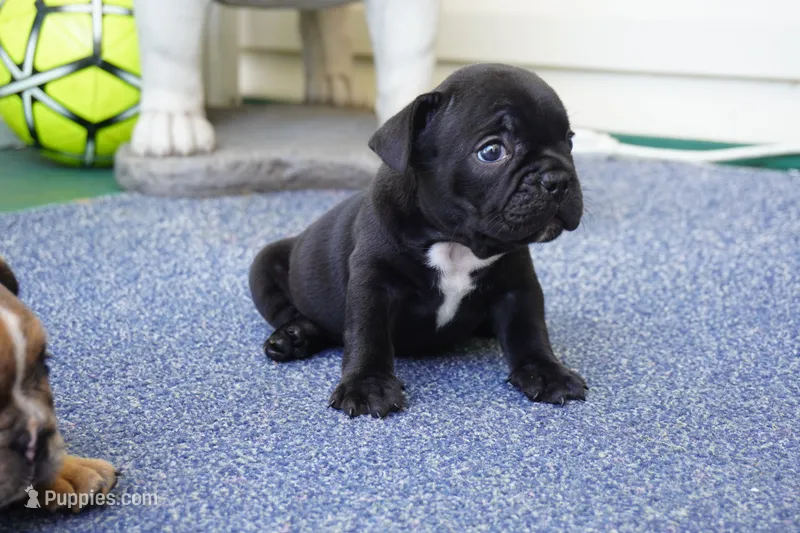 Nugget – French Bulldog puppy for sale in Plainfield, NJ