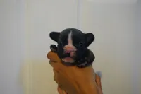 Nibbles, a male French Bulldog for sale in Plainfield, NJ – 6 of 6