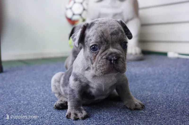 Tofu – French Bulldog puppy for sale in Plainfield, NJ