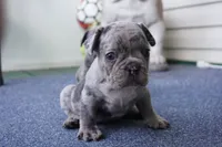 Tofu, a male French Bulldog for sale in Plainfield, NJ – 1 of 4