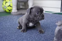 Pudding, a male French Bulldog for sale in Plainfield, NJ – 3 of 5