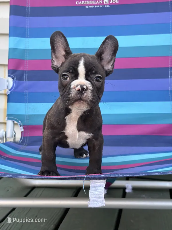 Nibbles – French Bulldog puppy for sale in Plainfield, NJ