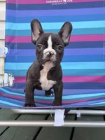 Nibbles, a male French Bulldog for sale in Plainfield, NJ – 1 of 8