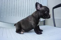 Nibbles, a male French Bulldog for sale in Plainfield, NJ – 3 of 6