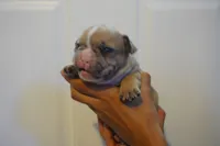 Biscuit, a male French Bulldog for sale in Plainfield, NJ – 4 of 4