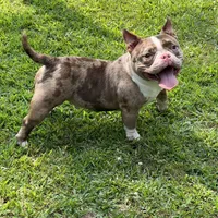 Beauty, a female American Bully for sale in Plainfield, NJ – Photo 2 of 4