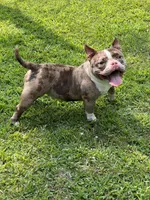 Beauty, a female American Bully for sale in Plainfield, NJ – Photo 2 of 4