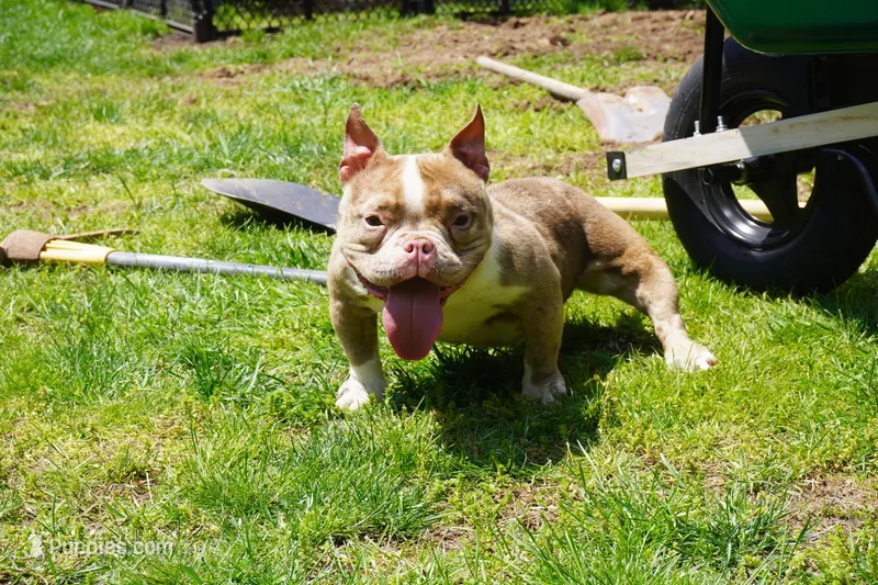 Beauty – American Bully puppy for sale in Plainfield, NJ