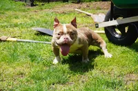 IN HEAT Beauty, a female American Bully for sale in Plainfield, NJ – 1 of 7