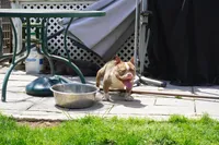 IN HEAT Beauty, a female American Bully for sale in Plainfield, NJ – 3 of 7