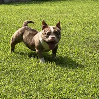 Beauty, a female American Bully for sale in Plainfield, NJ – Photo 1 of 4