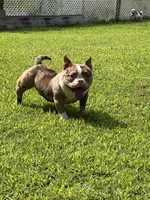 Beauty, a female American Bully for sale in Plainfield, NJ – Photo 1 of 4