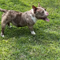 Beauty, a female American Bully for sale in Plainfield, NJ – Photo 3 of 4