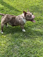 Beauty, a female American Bully for sale in Plainfield, NJ – Photo 3 of 4