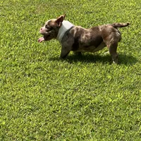 Beauty, a female American Bully for sale in Plainfield, NJ – Photo 4 of 4