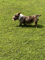 Beauty, a female American Bully for sale in Plainfield, NJ – Photo 4 of 4