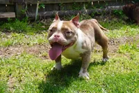 IN HEAT Beauty, a female American Bully for sale in Plainfield, NJ – 5 of 7