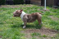 IN HEAT Beauty, a female American Bully for sale in Plainfield, NJ – 4 of 7