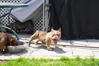 IN HEAT Beauty, a female American Bully for sale in Plainfield, NJ – 2 of 7