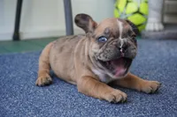 Peanut, a female French Bulldog for sale in Plainfield, NJ – 2 of 7