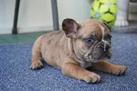 Peanut, a female French Bulldog for sale in Plainfield, NJ – 3 of 7
