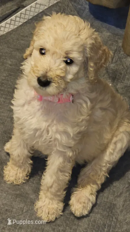 DOLLY – Goldendoodle puppy for sale in Lake City, FL