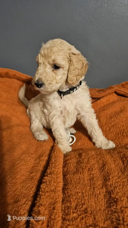 JUNIOR – Goldendoodle puppy for sale in Lake City, FL