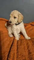 JUNIOR, a male Goldendoodle for sale in Lake City, FL – 1 of 1