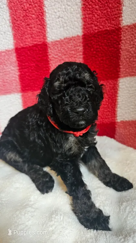 MILO – Goldendoodle puppy for sale in Lake City, FL