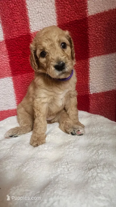 Reba – Goldendoodle puppy for sale in Lake City, FL