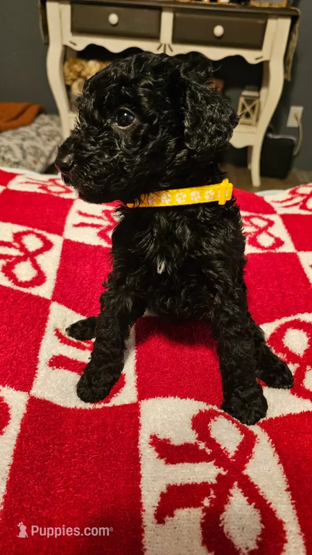 MJ – Goldendoodle puppy for sale in Lake City, FL
