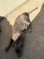 Nova, a female American Pit Bull Terrier and Labrador Retriever for sale in Los Angeles, CA – 2 of 6